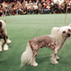 Illustration for article titled More Puppy Love From the Westminster Dog Show